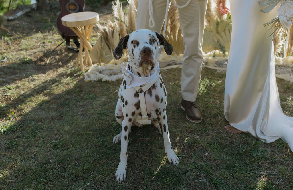Dalmatian at wedding from bride and groom wedding photos