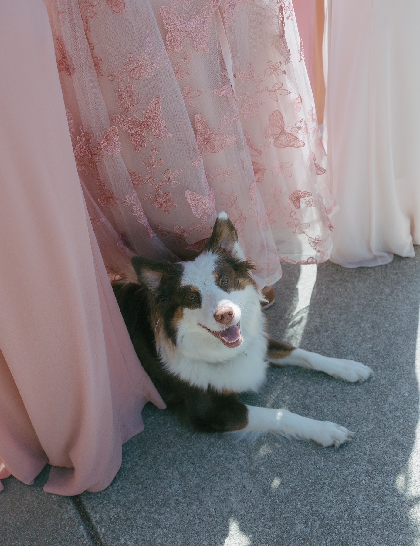 Photo of dog underneath pink  bridesmaid dresses during bridesmaids photos
