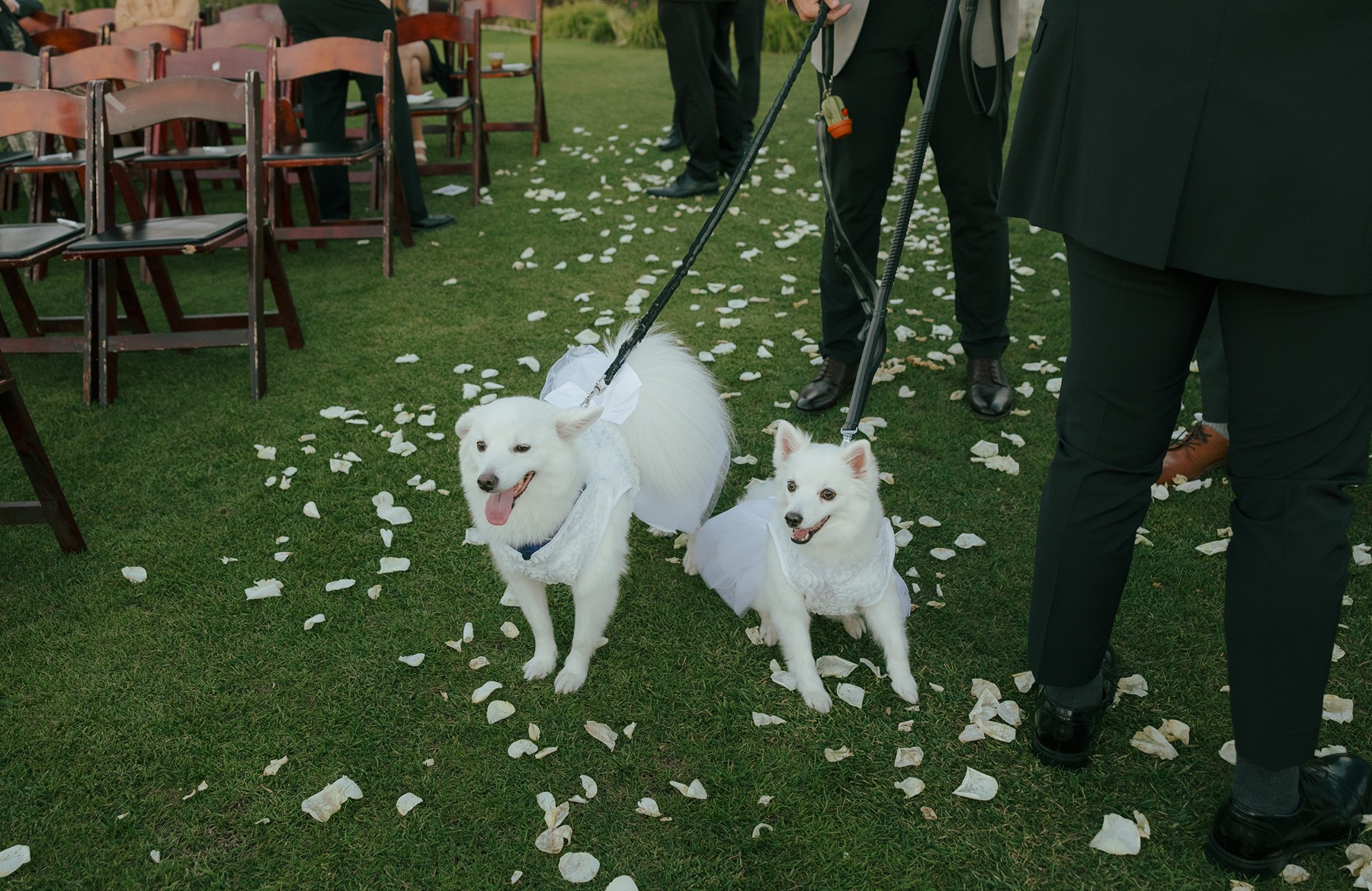 The couple's dogs walking down the aisle as flower dogs for the wedding ceremony