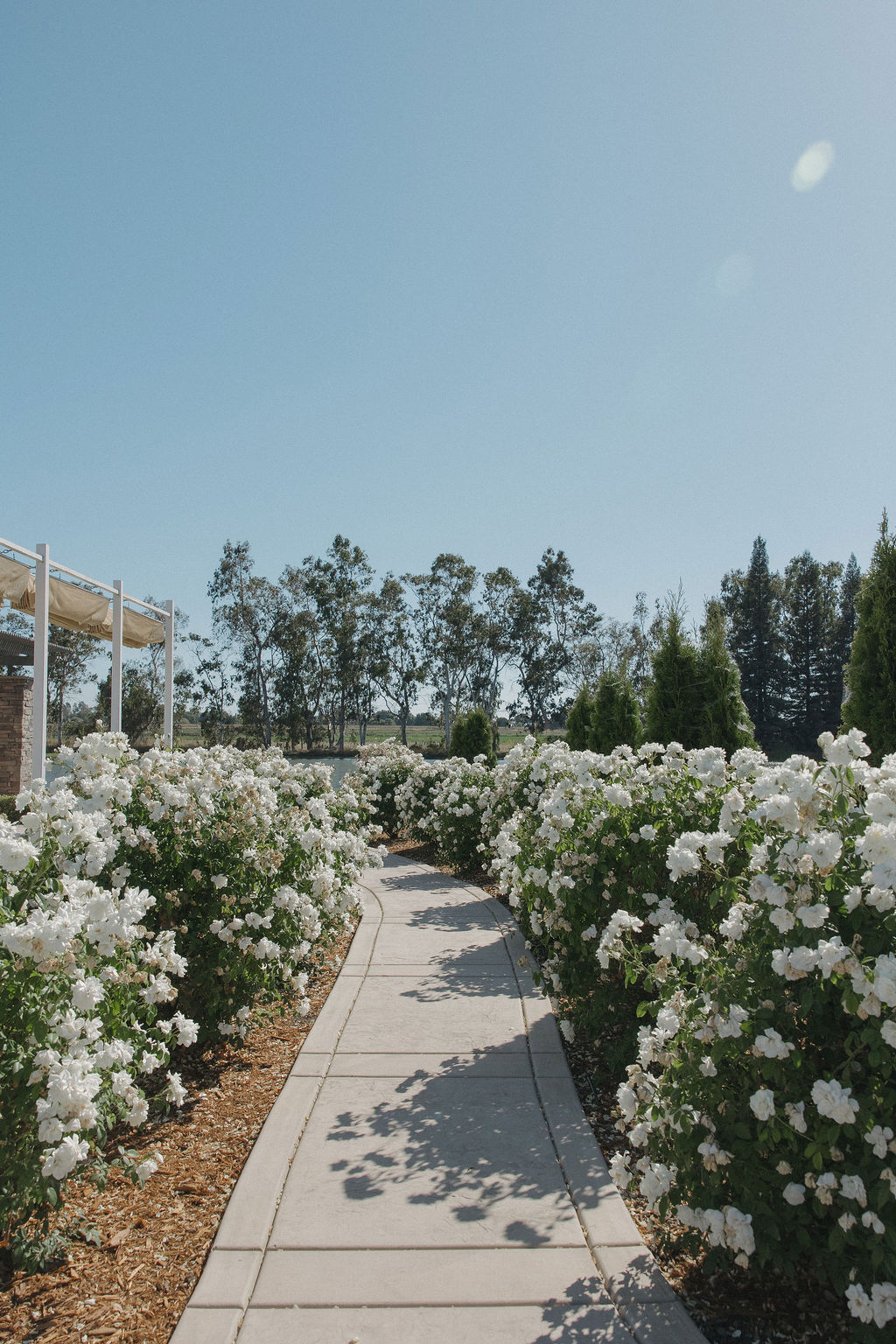 Garden at Sacramento wedding venue with white flowers on bushes