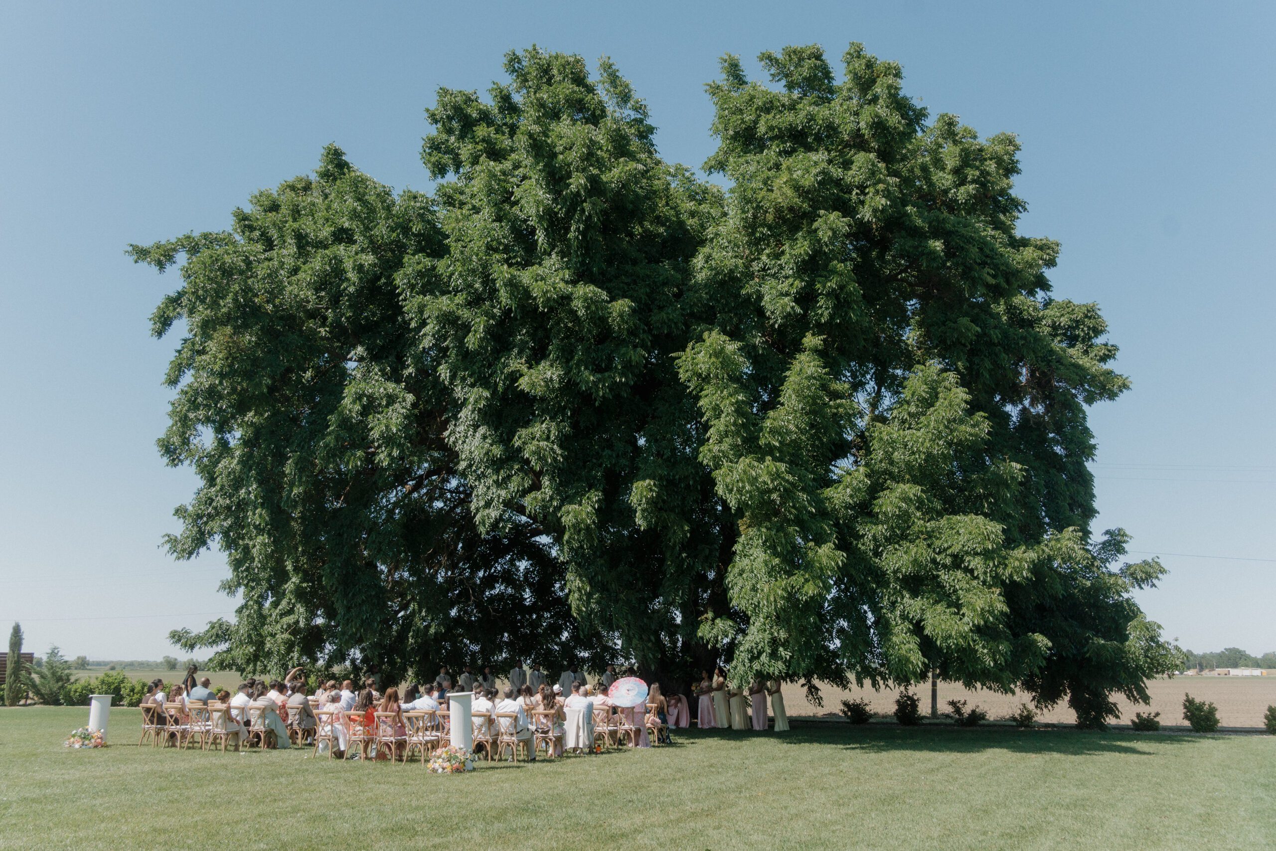 A garden party wedding ceremony at  black walnut estate under a large tree