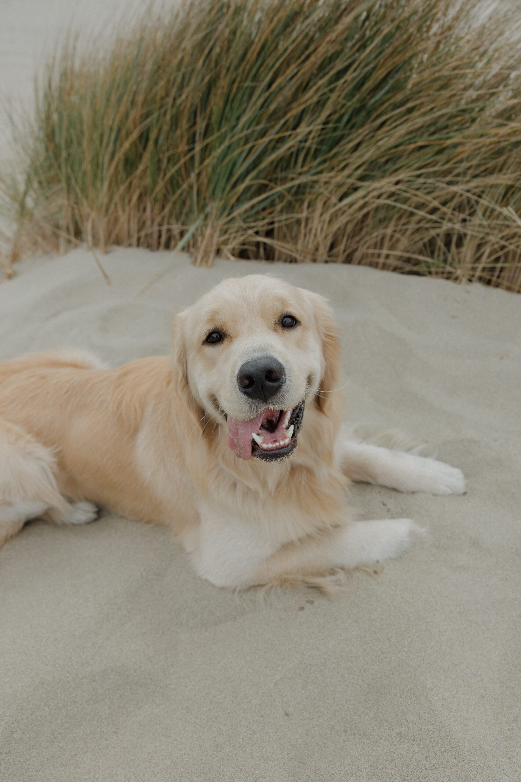 Dog smiling at the camera laying on the beach